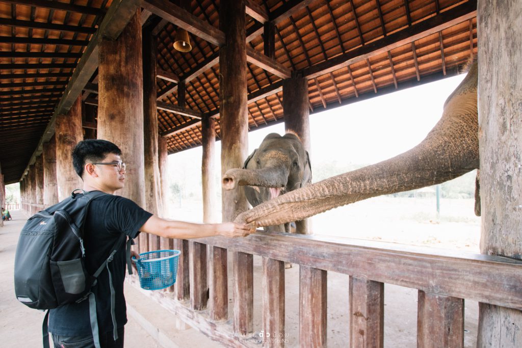 ปางช้าง หลวงพระบาง ลาว